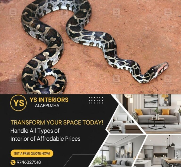 newskerala.net_1758522383_python-snake-1
