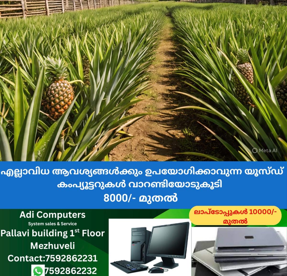 newskerala.net_1758580225_w-1280h-720format-jpgimgid-01k5s51fqtbrms8krxf0fttp29imgname-pineapple-plantation-1758559518458