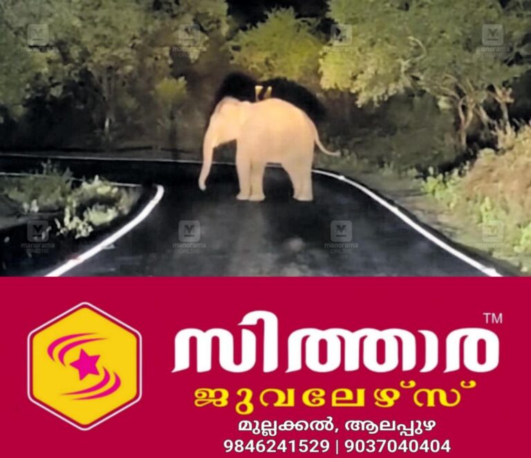newskerala.net_1758604228_wild-elephants-blocking-roads