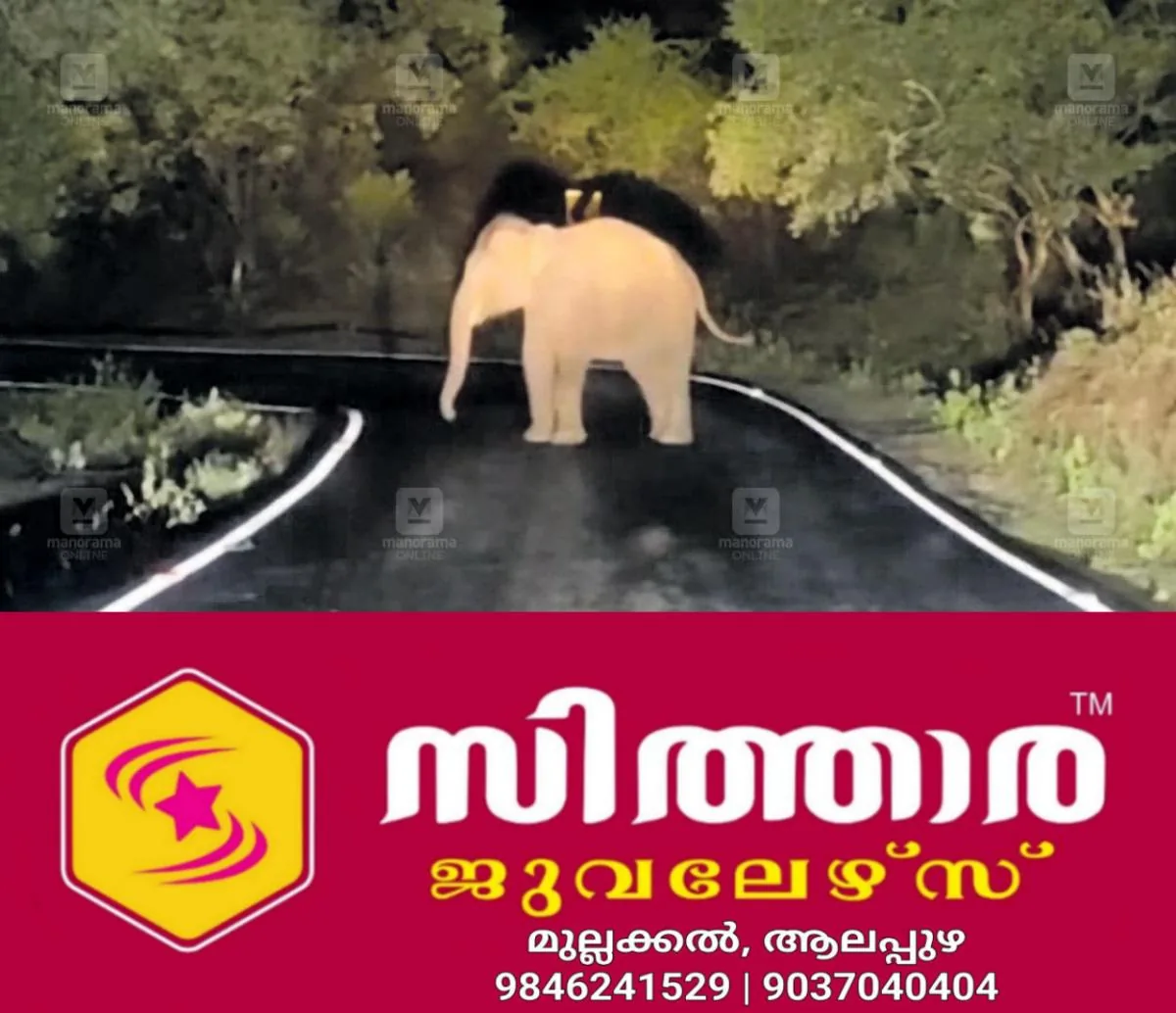newskerala.net_1758604228_wild-elephants-blocking-roads