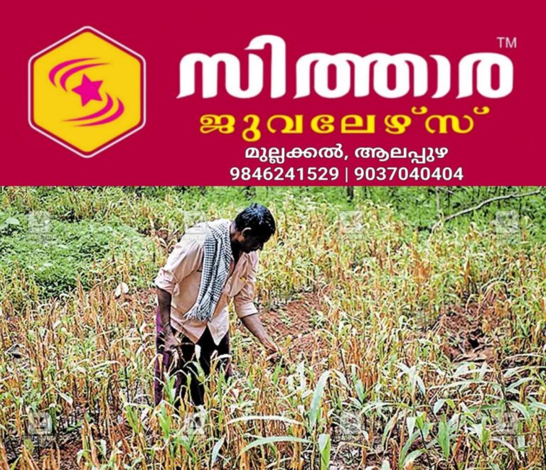 newskerala.net_1758619810_peravoor-ginger-disease