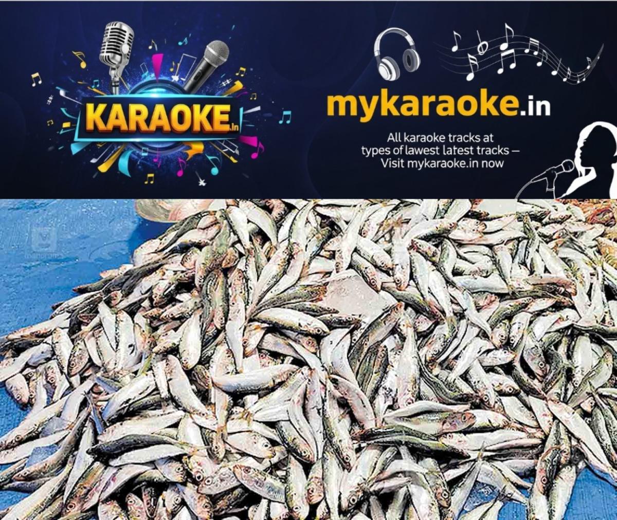newskerala.net_1758690744_thrissur-fish