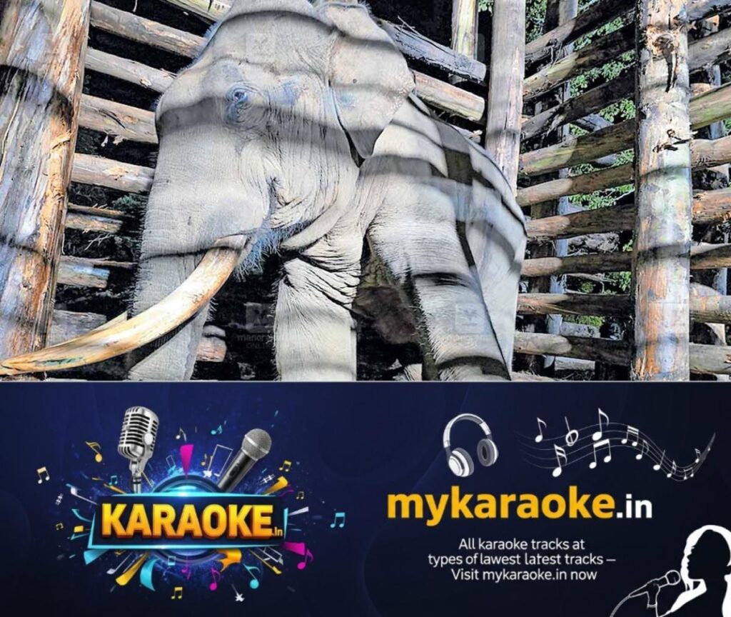 newskerala.net_1758787686_wild-elephant-captured