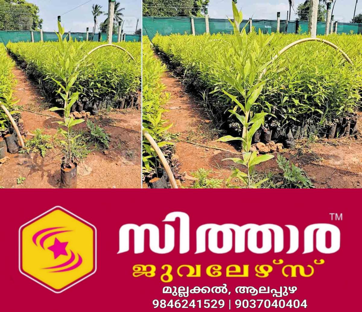 newskerala.net_1758803702_ktm-kuravilangadu-sandalwood-pant