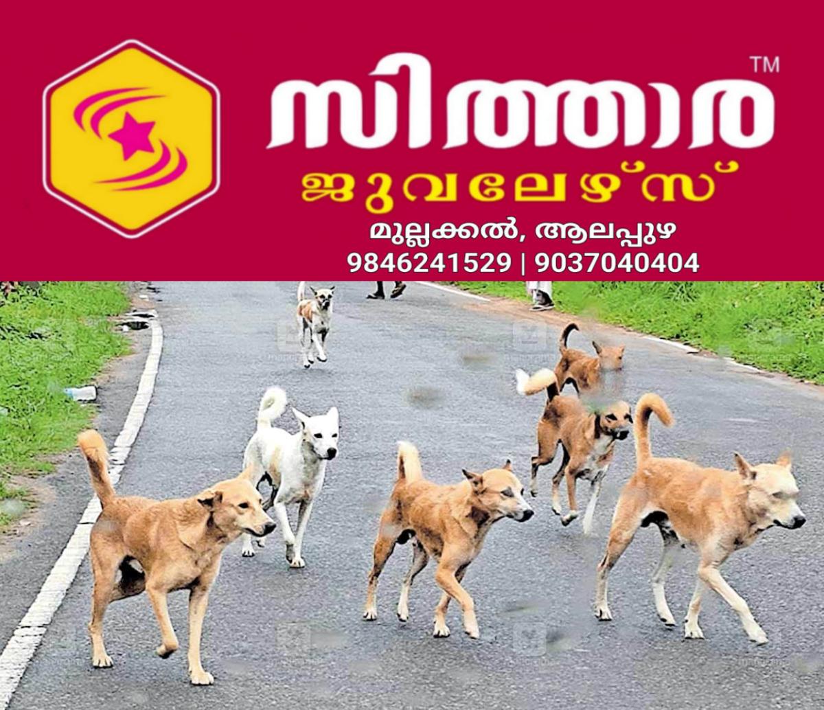 newskerala.net_1758879628_1758879504_stray-dogs