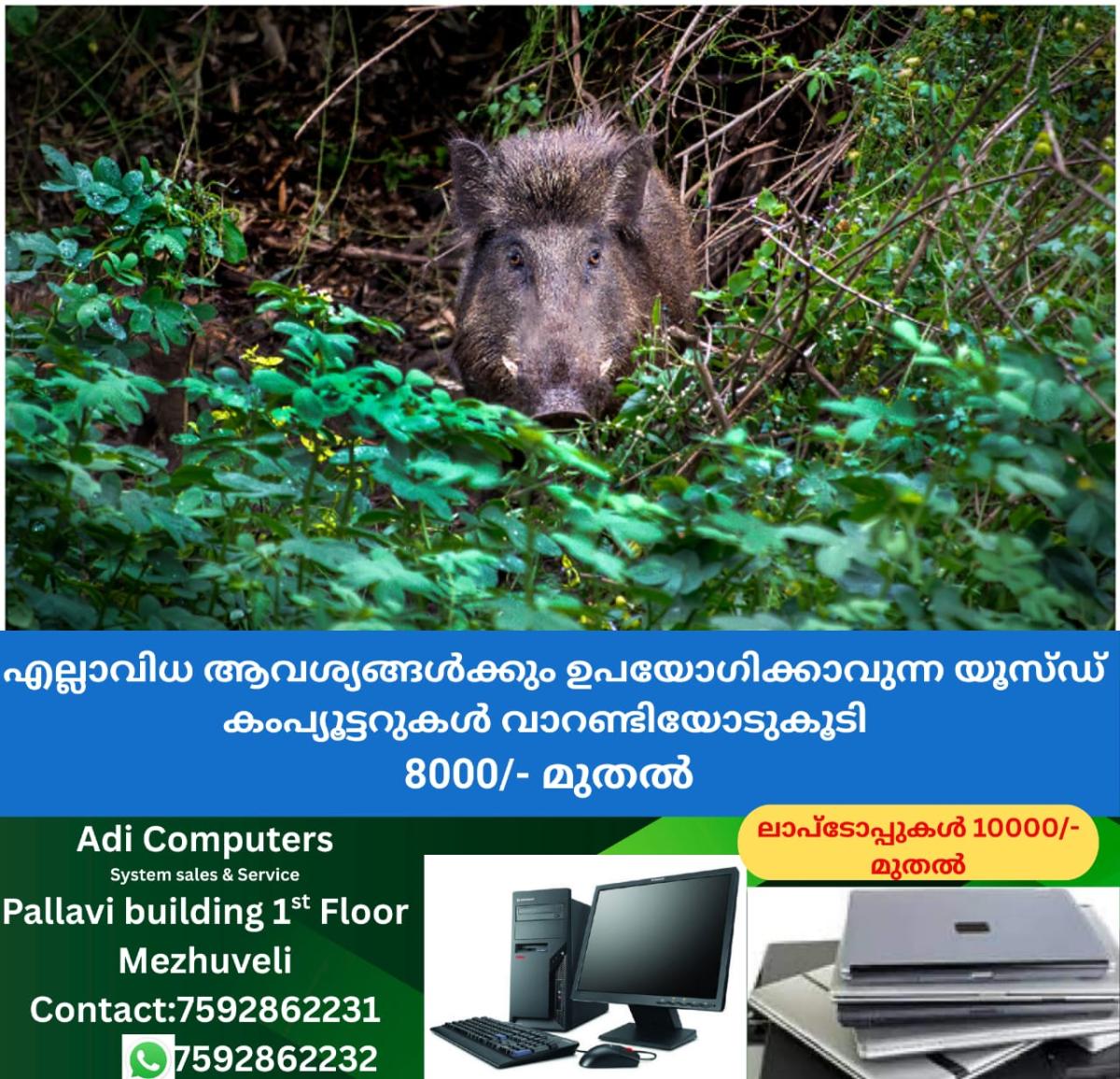 newskerala.net_1758883083_w-1280h-720format-jpgimgid-01k06j77hjmrmyn6eb8tp0ygr1imgname-wild-boar-1752567094834