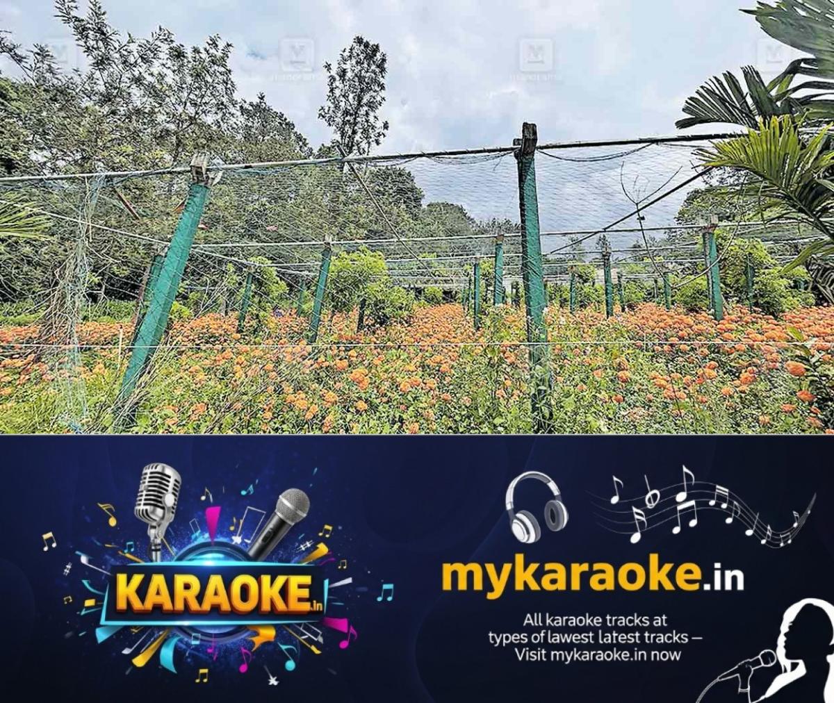 newskerala.net_1758947403_amabalawayal-flowers