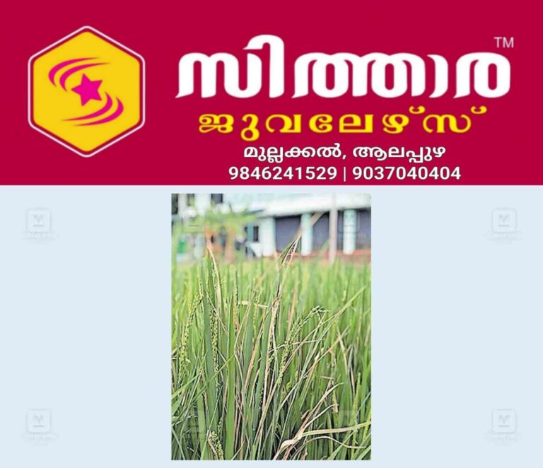 newskerala.net_1758954603_alappuzha-rice-farming