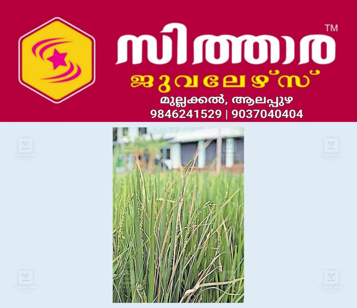 newskerala.net_1758954603_alappuzha-rice-farming