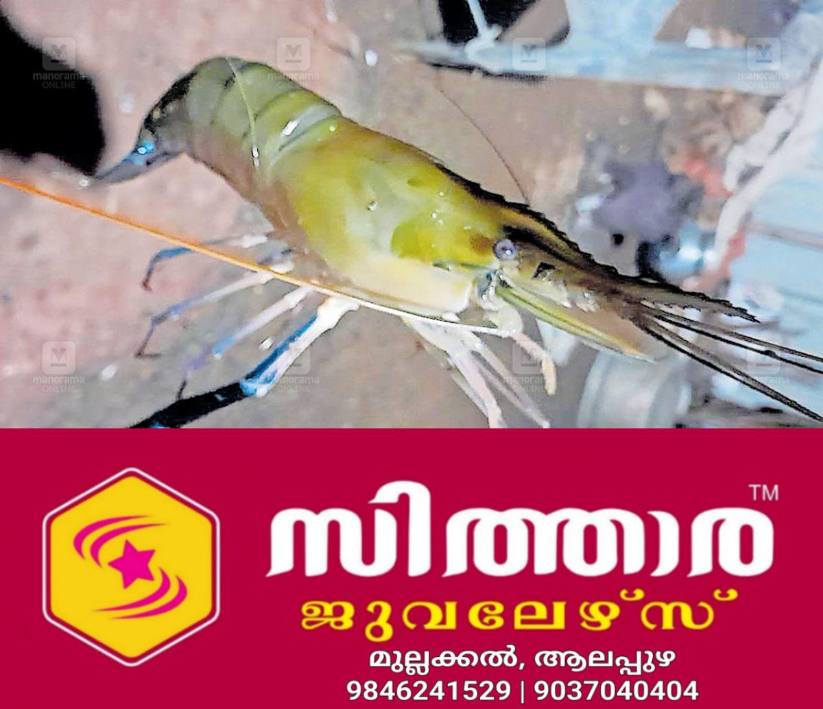 newskerala.net_1759015587_prawns
