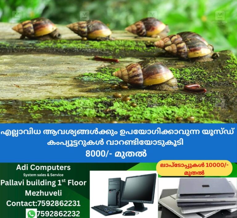 newskerala.net_1759125004_african-snails-1