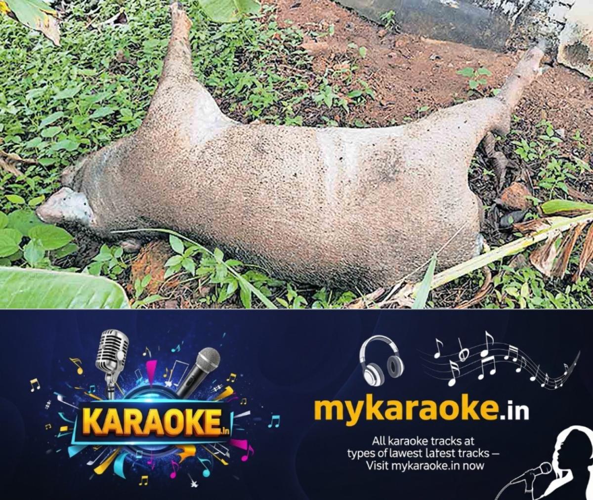 newskerala.net_1759125243_kollam-wild-boar