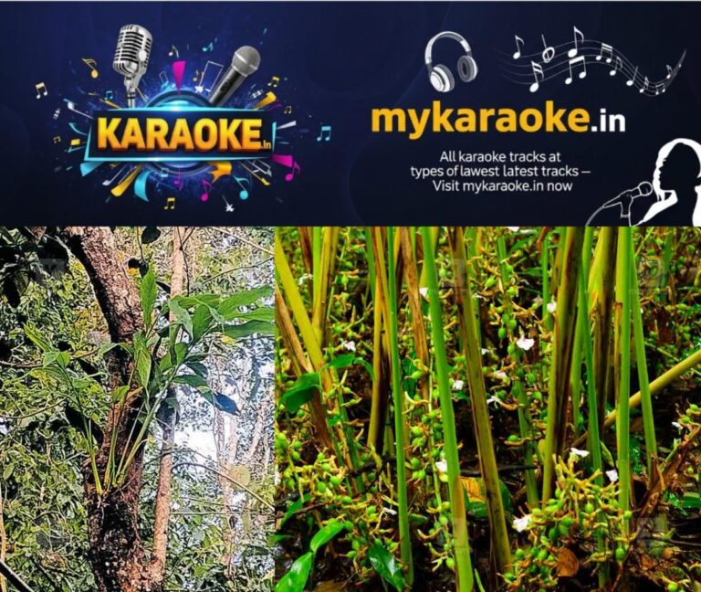 newskerala.net_1759125484_tree-idkcardamom