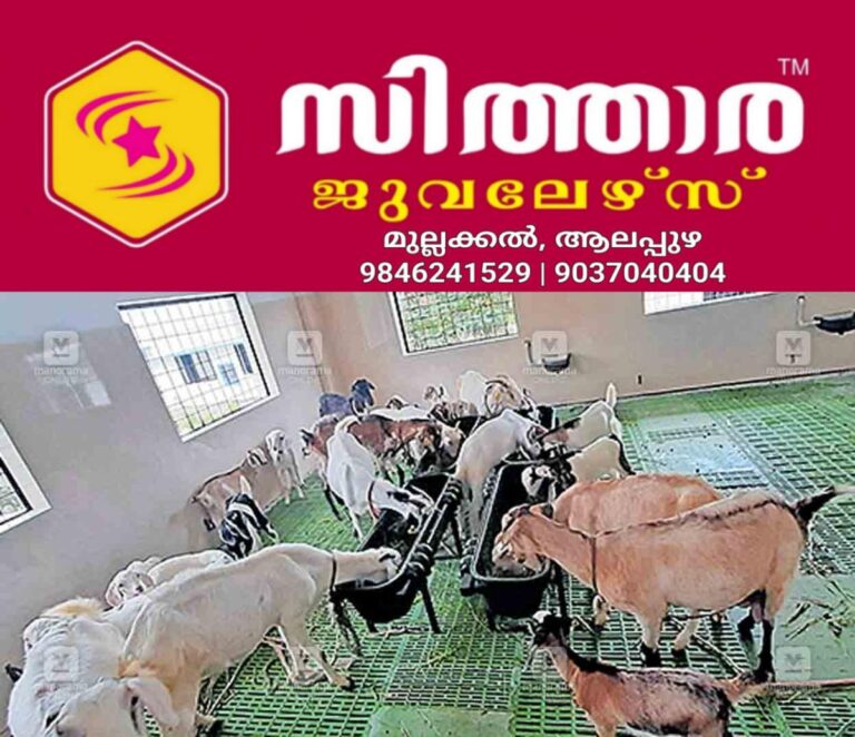 newskerala.net_1759131424_parashuvackal-govt-goat-farm