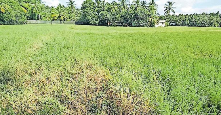 paddy-farming.jpg