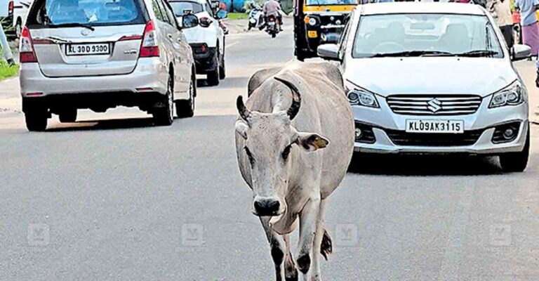 palakkad-animal.jpg