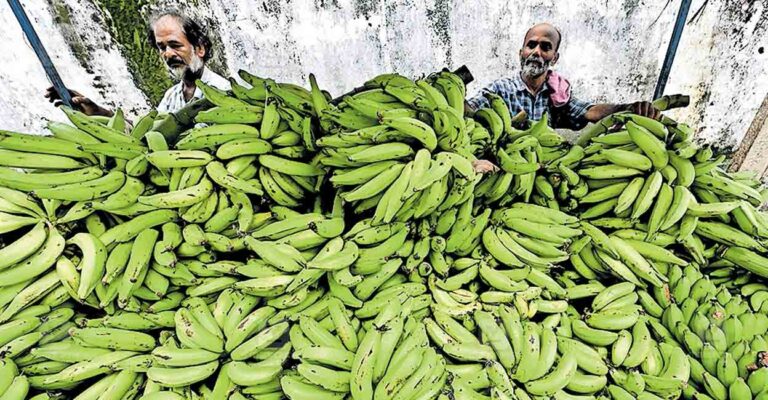 palakkad-banana.jpg