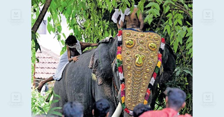 palakkad-elephant-incident.jpg