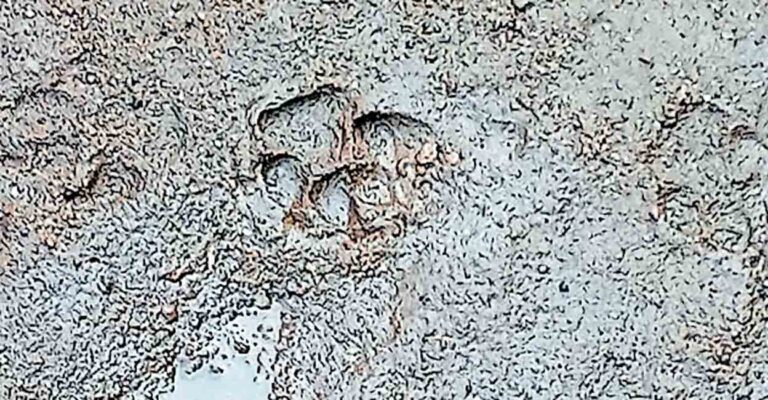 palakkad-ottapalam-suspected-leopard-footprints.jpg