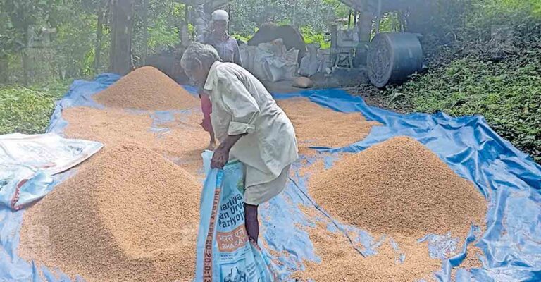 palakkad-paddy-farmer.jpg