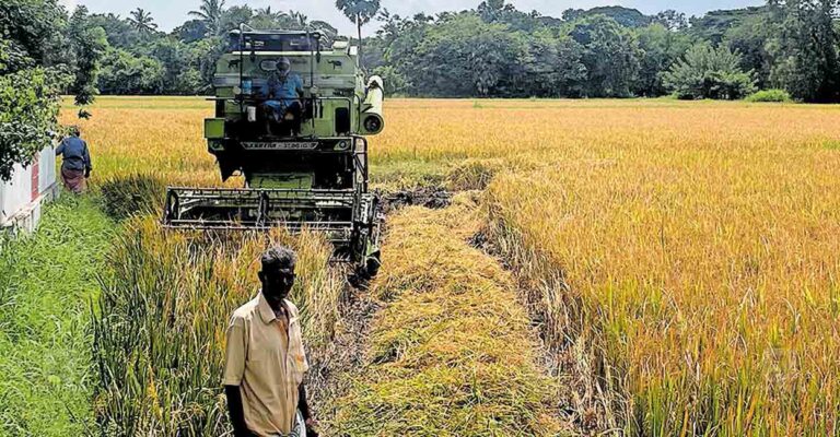 palakkad-paddy-harvesting.jpg