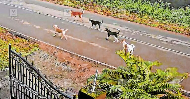 pallikkara-stray-dogs.jpg