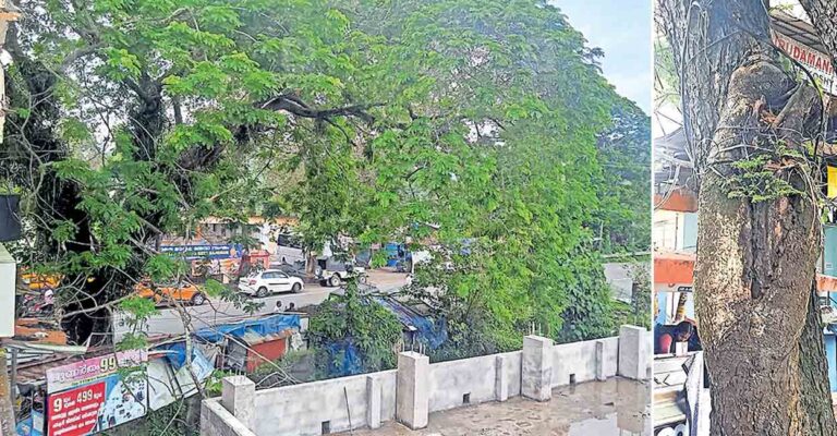 pathanamthitta-shade-tree-leaning-over-building-of-vadasserikkara-govt-lp-school.jpg