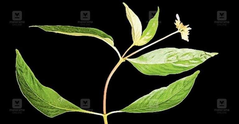 plant.jpg