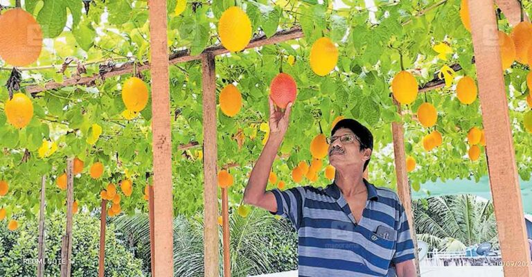 poochakal-gac-fruit-cultivation.jpg
