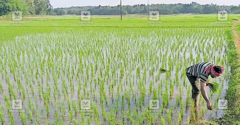 porkkulam-vedakkad-paadi-field.jpg