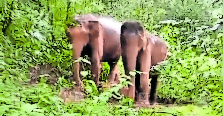 pta-seethathodu-wild-elephant-1.jpg