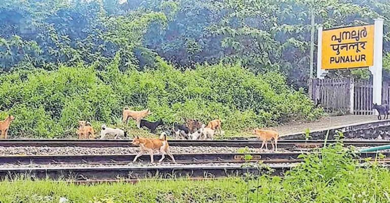 punalur-station-dog.jpg