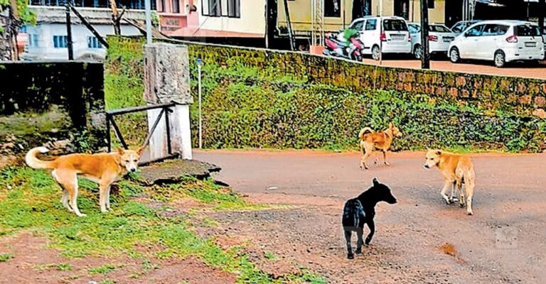 rajapuram-stray-dogs.jpg
