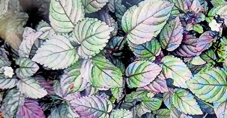 red-flame-ivy-herbal-plant.jpg