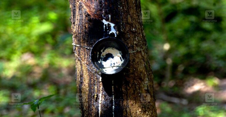 rubber-tapping-1.jpg