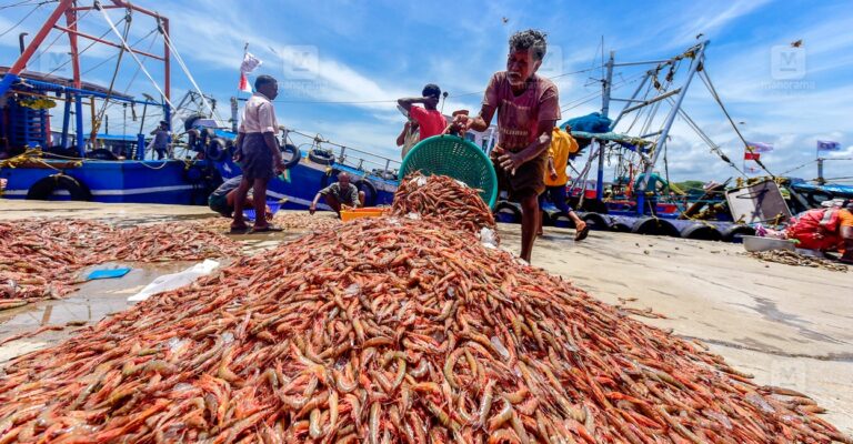 shrimp-kollam-main.jpg