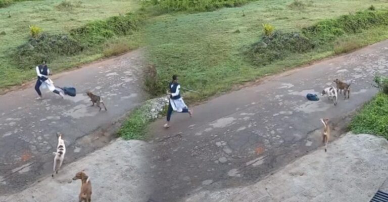 stray-dog-attack-student-2.jpg