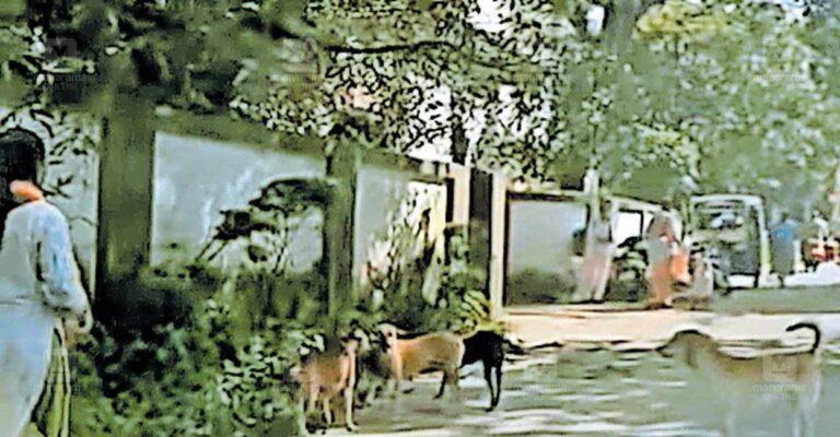 stray-dogs.jpg