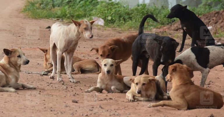 stray-dogs-menace.jpg
