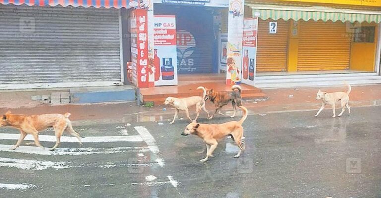 street-dogs.jpg