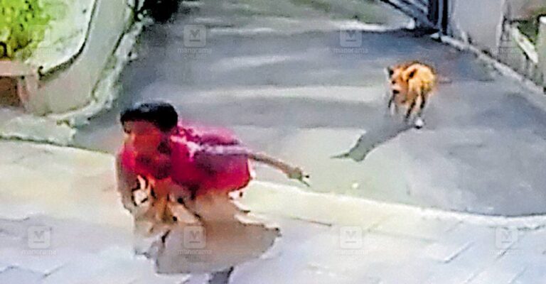 street-dogs-attack.jpg
