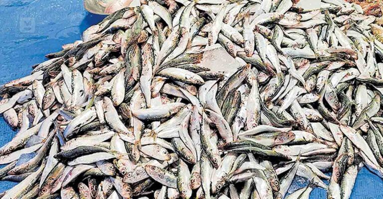 thrissur-fish.jpg
