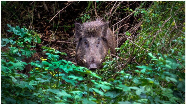 w-1280h-720format-jpgimgid-01k06j77hjmrmyn6eb8tp0ygr1imgname-wild-boar-1752567094834.jpg