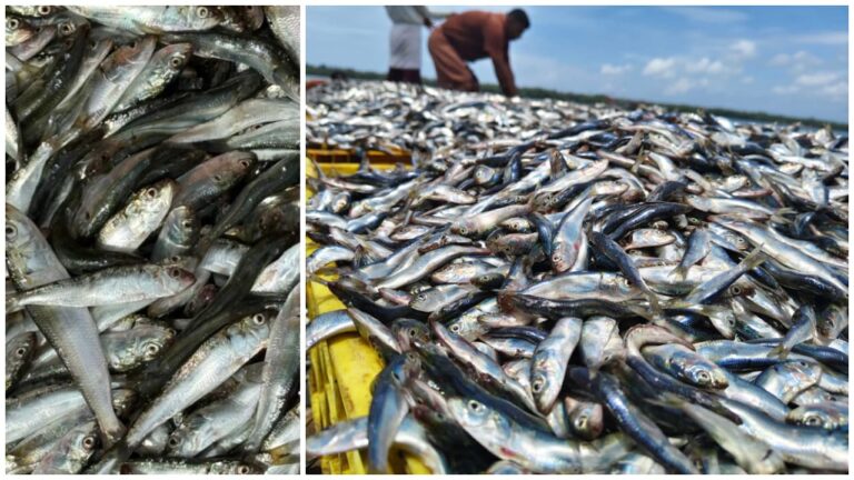 w-1280h-720format-jpgimgid-01k6d3x9gw5x2a5vdnymg3jh12imgname-sardines-1759229421084.jpg