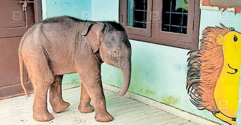 wayanad-baby-elephant.jpg