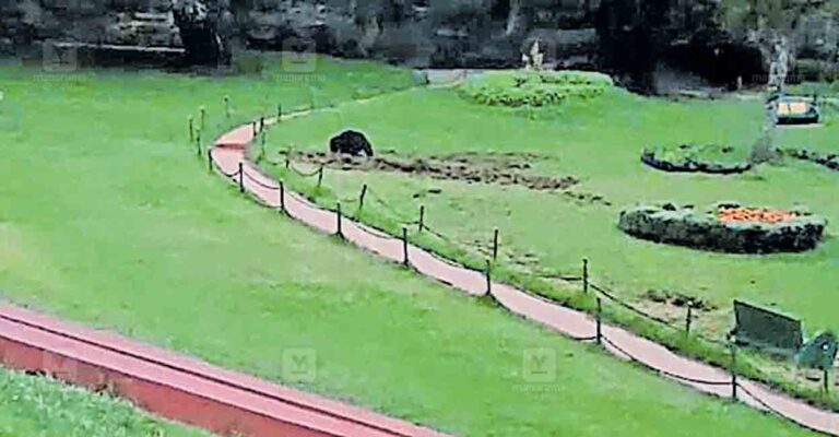 wayanad-bear-attack.jpg