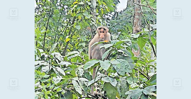 wayanad-panamaram-monkey.jpg