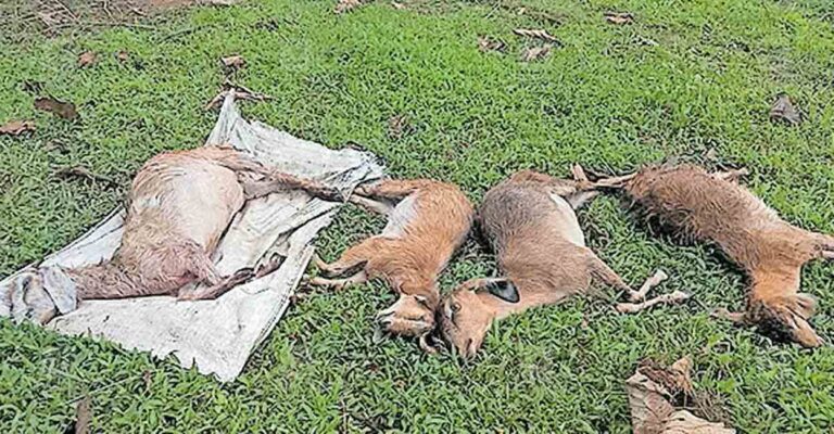 wayanad-stray-dog-attack.jpg