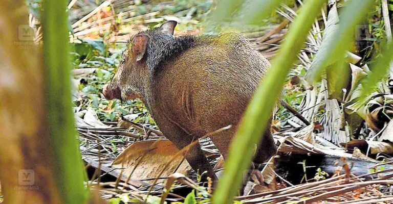 wild-boar.jpg