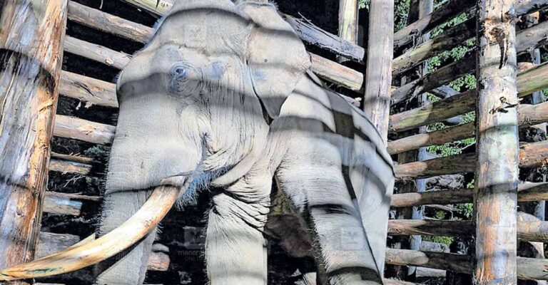 wild-elephant-captured.jpg